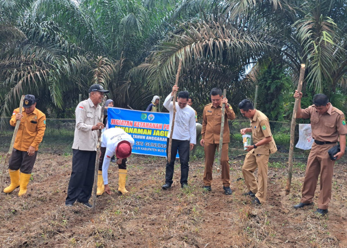 Desa Srigunung Jalankan Program Ketahanan Pangan 2025, Fokus Peternakan Sapi dan Budidaya Jagung