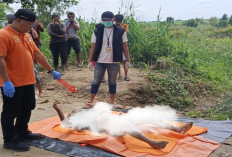 Ini Identitas Jasad yang Ditemukan di Rawa Lebak Kebun Tebu Milik PTPN 7 Cinta Manis 