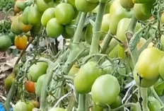 Rahasia Kulit Bercahaya Alami: Manfaat Tomat yang Menakjubkan untuk Kesehatan Wajah