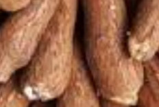 Ubi Kayu: Sumber Energi dan Nutrisi Tersembunyi untuk Kesehatan Prima