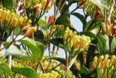 Cengkeh: Bukan Hanya Penghangat Tubuh, Simpan Kekuatan Obat Tradisional yang Teruji