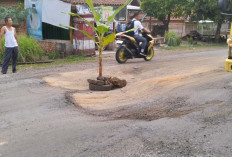 Geram dengan Jalan Rusak, Warga Desa Sereka Lakukan Aksi Protes Tanam Pohon Pisang