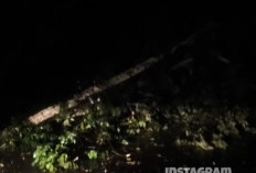Cuaca Ekstrem Landa Sekayu: Angin Kencang Tumbangkan Pohon, Atap Rumah Rusak, Listrik Padam