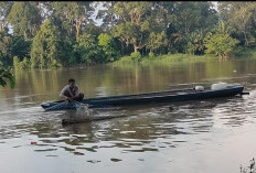 Air Sungai Naik, Para Nelayan Bentangkan Jaring, Incar Ikan Ukuran Besar 