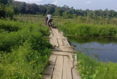 Petani Minta Bangunkan Jembatan Secara Permanen Menuju Persawahan 