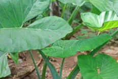 Daun Keladi: Lebih dari Sekadar Hiasan, Mengungkap Manfaat Kesehatan Tersembunyi dari Tanaman Tropis