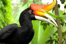 Urgensi Melestarikan Burung Rangkong, Sang Penebar Biji Hutan Kalimantan