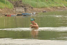 Debit Air  Surut, Pencari Emas Sisir Tanah Napal Sungai Musi