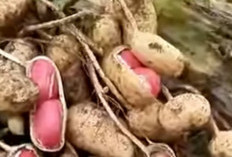 Segudang Manfaat Kesehatan dari Kacang Tanah: Lebih dari Sekadar Camilan Lezat