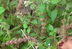 Biji Selasih: Si Kecil Ajaib Penuh Serat dan Mineral untuk Kesehatan 