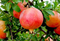 Delima, Buah Berwarna Merah yang Menyimpan Manfaat Kesehatan Luar Biasa