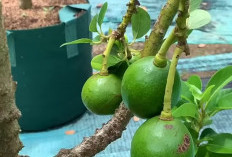 Alpukat: Bukan Hanya Tren Kuliner, Tapi Pahlawan Gizi yang Sejati untuk Kesehatan Anda