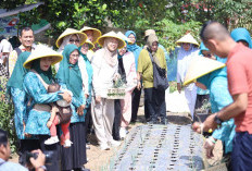 Feby Deru Panen Bersama di Talang Jambe, Bukti Sinergi PKK dan Masyarakat Wujudkan Mandiri Pangan