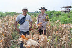  Bhabinkamtibmas Talang Kelapa Turut Gerakkan Ketahanan Pangan Lewat Budidaya Jagung di Desa Gasing   