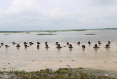 Mengenal Lingkungan Kerja! Bintara Polri Angkatan 51 dan 52 Mandi Lumpur di Tanjung Senai