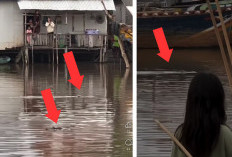 Keresahan di Jejawi OKI, Buaya Raksasa Berenang Santai di Pemukiman, Warga Sukadarma Terancam Bahaya 