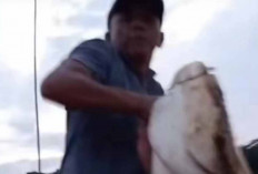 Viral! Video Warga Sekayu Muba Dapat Ikan Tapah ''Raksasa'', Ukurannya Seperti Orang Dewasa