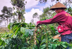 Ujung Tahun 2024, Harga Kopi Segini, Petani Sedih