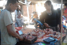 Harga Daging Ayam Potong Naik di Sanga Desa, Kini Menjadi Rp 36 Ribu perkilogram 