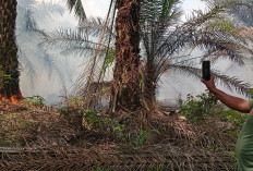 Petugas Kesulitan Padamkan Kebakaran Lahan di Sungai Lilin 