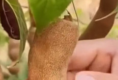 Manis Asam Kaya Manfaat: Mengungkap Kekuatan Kesehatan dari Buah Asam Jawa