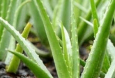 Lidah Buaya: Bukan Sekadar Tanaman Hias, Sumber Kesehatan Alami dari Ujung Daun