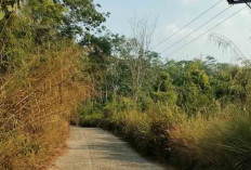 Jarak Pandang Pengendara Terhalang oleh Rumput Ilalang, Perlu Dilakukan Tebas Bayang 