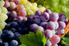 Buah Anggur Fermentasi Ternyata Sangat Bagus untuk Kesehatan, Ini Buktinya!   