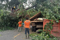 Pohon Tumbang di Desa Sereka, Timpa Mobil Truk Melintas