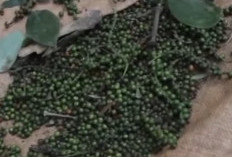 Emas Hitam di Meja Makan: Menelusuri Khasiat Luar Biasa Lada Hitam bagi Tubuh