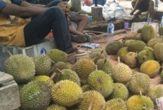 Harga Buah Durian Masih Tinggi