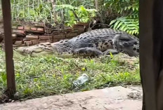 Penangkaran Jebol, Buaya Lepas Masuki Sawah dan Sungai Warga Cianjur