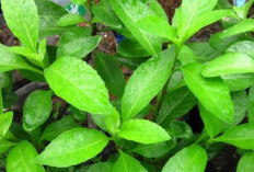 Daun Dewa: Pusaka Herbal Asli Nusantara untuk Kesehatan Optimal dari Bumi Sriwijaya