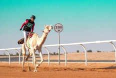 Debut Manis, Ikhwanuddin Tembus 10 Besar Balap Unta ISG 2025