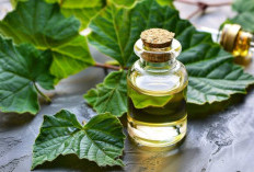 Mengenal Lebih Dekat Tumbuhan Nilam, Si Penghasil Aroma Mewah