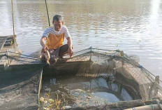 Ikan Dalam Kerambah Mendadak Mati, Akibat Cuaca Ekstrem 