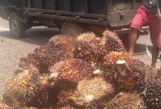 Harga TBS Minggu Terakhir Juli 2024 Tinggi, Tapi Sayang Produksi Buah Menurun 