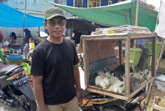 Musim Hujan, Pedagang Kelinci di Ngulak Harus Ekstra Perawatan