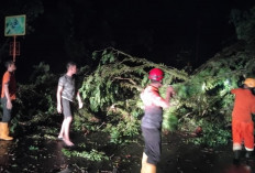 Pj Bupati Sandi Fahlepi, Turun ke Lokasi Tinjau Pohon Tumbang