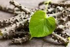 Brotowali: Tanaman Pahit Kaya Manfaat untuk Kesehatan