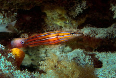 Corak Langka, Harga Fantastis: 9 Ikan Hias Paling Mahal di Dunia