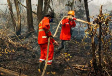 Waduh, Ada 6 Hektar Lahan Hangus Terbakar, BPBD Lakukan Penguatan Kapasitas Pencegahan 