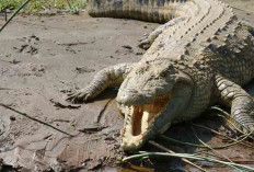 Buaya Ukuran 3 Meter Masuk kolam Warga di Musi Rawas