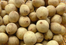 Segudang Kebaikan dalam Setiap Gigitan: Mengungkap Manfaat Kesehatan Buah Duku