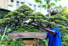 Panduan Praktis Membuat Bonsai bagi Pemula, Mulai dari Memilih Tanaman hingga Perawatan