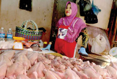 Permintaan Daging Ayam Meningkat, Beri 8 Tips Pilih Daging Ayam yang Sehat