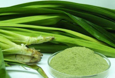 Aroma Harum Bukan Hanya Sekadar Wangi: Daun Pandan Berpotensi Jadi Garda Terdepan Cegah Hipertensi!