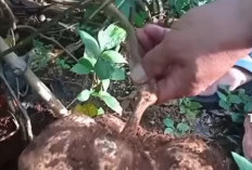 Kecantikan Alami dari Umbi Nusantara: Menguak Manfaat Bengkoang untuk Kulit Sehat dan Cerah