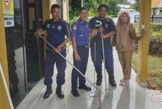 Damkar Muba Evakuasi Ular di Mushola Kantor Disdagperin