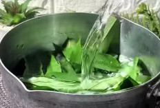 Mengenal Manfaat Daun Belimbing: Dari Anti-inflamasi hingga Pengobatan Alami